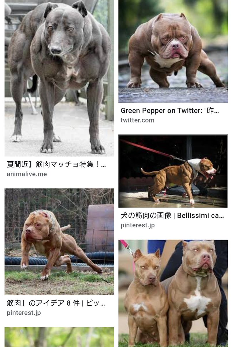 いまどこにいるのかな 犬も事故にあわないといいけど…… 市川市の動物病院から、大型犬のピットブルが失踪したと市川署に通報があった  体長１３０センチぐらい 体重が４０キロ以上 短めの茶毛だという, image size:805x1200