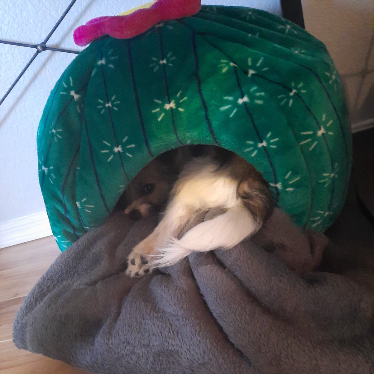 TheVitaminPhD's tweet photo. A day late for Teddy Tuesday, but this totally makes up for it 😁 Cactus-shaped dog bed: $5 
Teddy actually using it: priceless 🌵

#pomeranian #shihtzu #shipom #yorkiepom #puppy #dogsoftwitter https://t.co/g5unTEV2XO