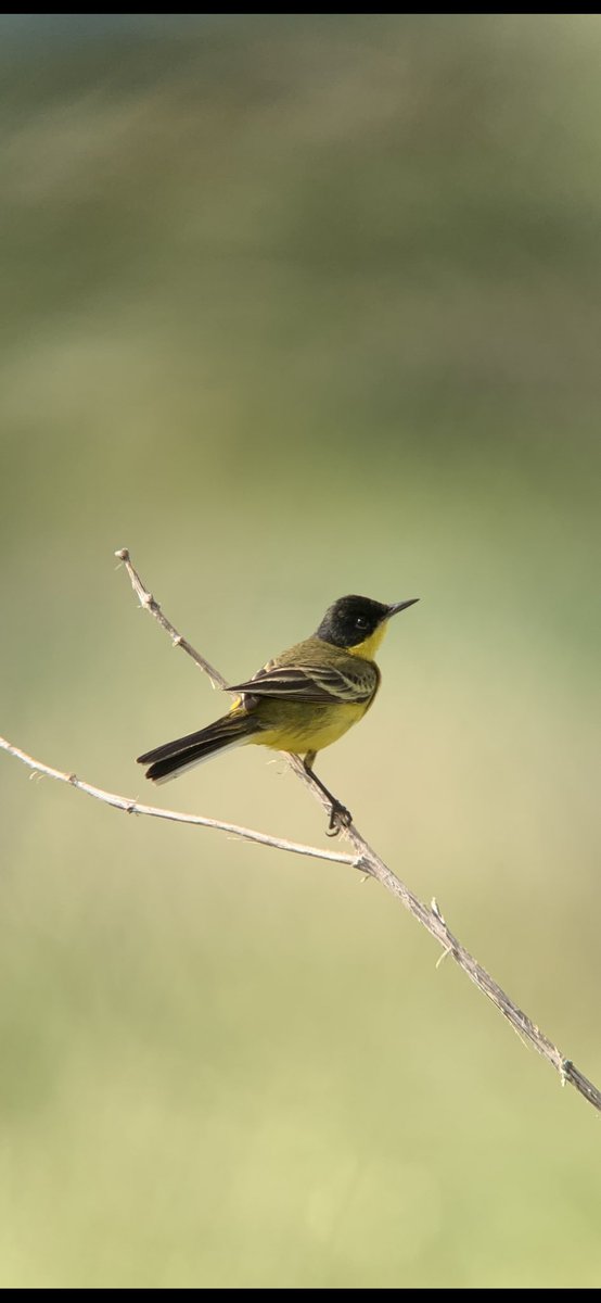 WIEZERIK's tweet photo. Nice first day at Paphos! #cyprusbirds https://t.co/lDf7LmjubY