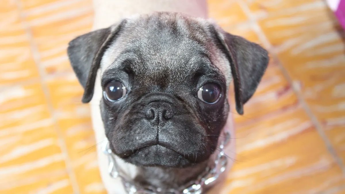 Ever wonder why your dog’s face makes your heart melt? A new study reveals the science behind those irresistible puppy-dog eyes. buff.ly/3uMpYvw #expbio @AnatomyOrg @duqedu #dog #puppies