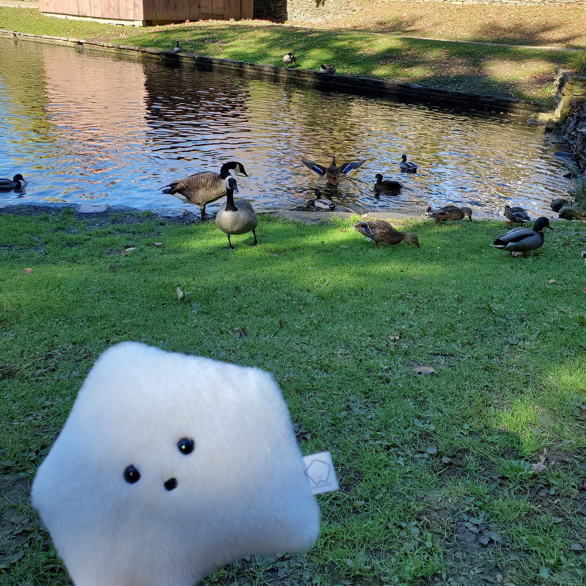 sucklet7's tweet photo. creatures. (π¦π¦’).
#sucklet. #creaturelet. https://t.co/ZdkxL109lg