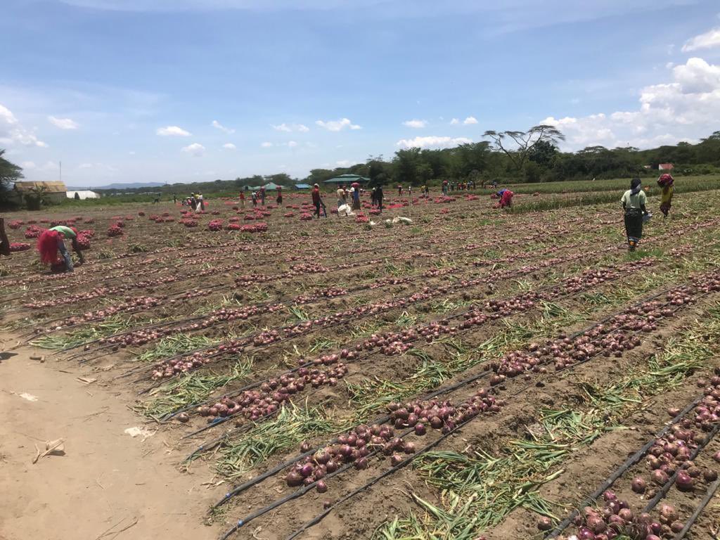 Hans_Tallboy's tweet photo. When you see some good work take your time to appreciate. Farmers play a huge role in this country.
#FarmingTheFuture @KoderaGhouses #onions https://t.co/4irHx2h4xo