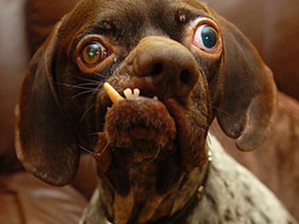 Falcon | AI Operating Systems tweet media