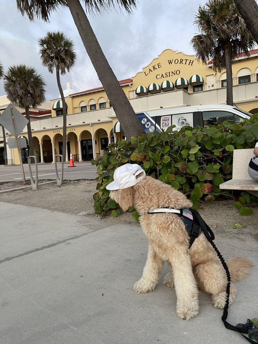 NicGianquitti's tweet photo. Good Morning @LakeWorthBchPBC from Mr.Butters! #WearTheBear @MobbedClothing https://t.co/cNm84LnhVS