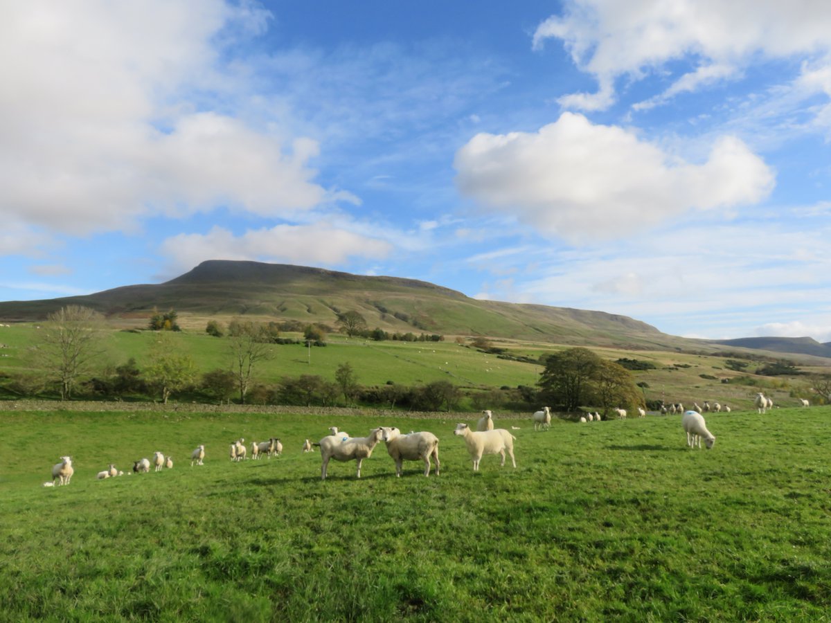 Cattle Parasites tweet media