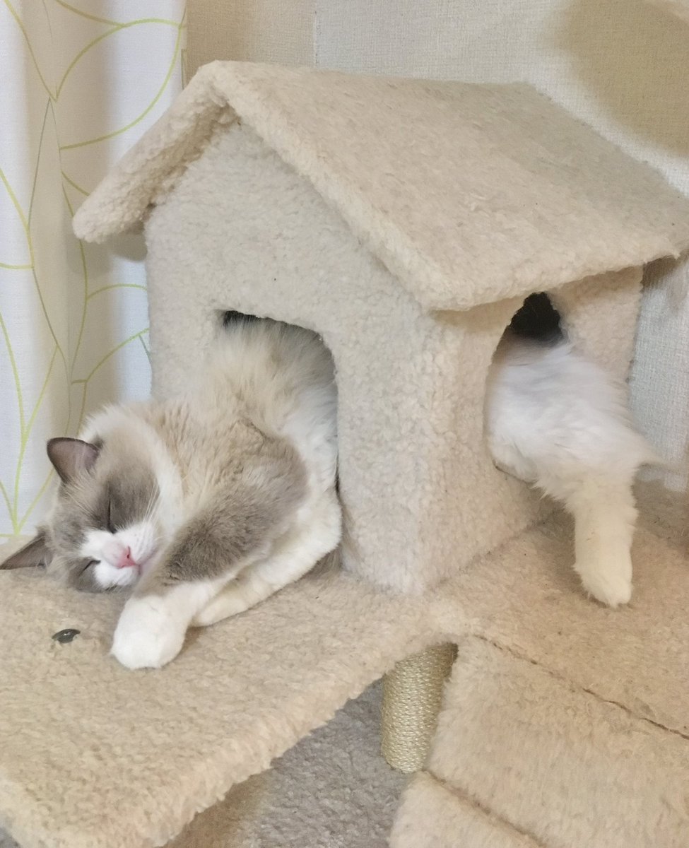 yuriaria2's tweet photo. せまい
#猫好き
#猫のいるくらし
#ラグドール https://t.co/4AuXwphue2