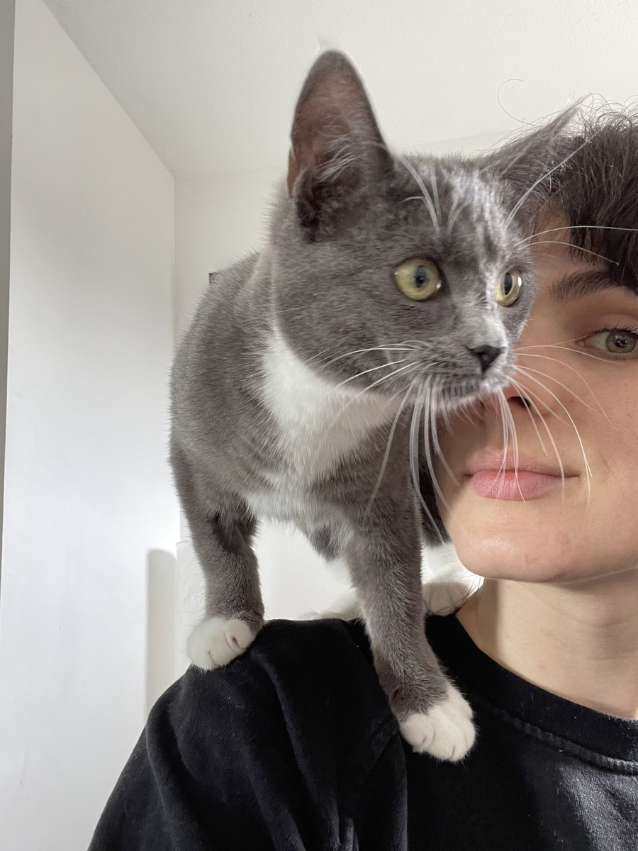 VaivaGikaite's tweet photo. No affection, just using me as a route to the forbidden plants on my desk https://t.co/036AgjKP4v