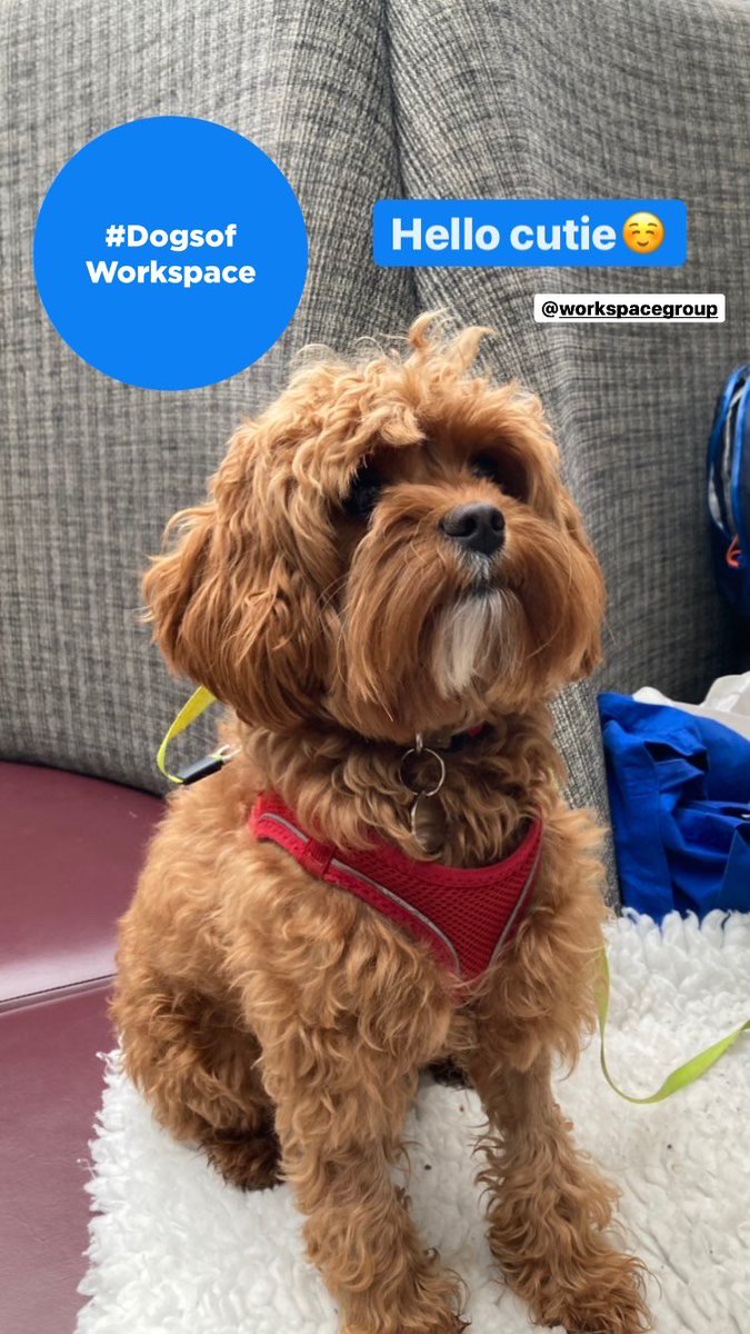 WSEdinburgh's tweet photo. This little cutie making everyone’s Wednesday better 💙

@WorkspaceGroup 
#HappyHumpDay #Wednesdayvibe #DogsofTwittter #Dogsofworkspace https://t.co/QhoKSsQ34y