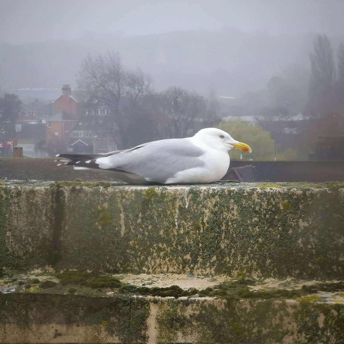 WightHot's tweet photo. This damp and hunkered seagull is the County Hall equivalent of my home-based digital weather station. What's your view from work like? #WorkWindow https://t.co/AwS5gHtbKj