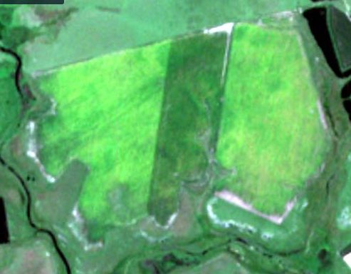 agricultuber's tweet photo. Planificando la cosecha con imágenes satelitales. Se terminó el:
"mira que está amarilleando allá"
"se sembró 5 días antes así que esta antes"
Algo así como la @minibattuy pero en estadios más tempranos. No son excluyentes las dos herramientas 😁 https://t.co/319Y0SPWHh