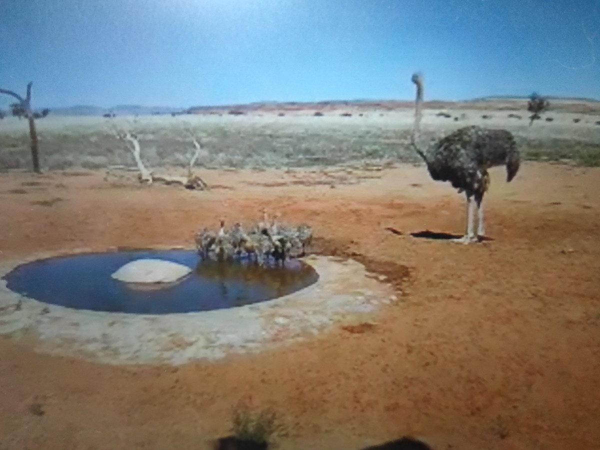 ナミブ砂漠の水飲み場に赤ちゃんダチョウたちが来てる 親子の姿や季節の移り変わりが感じられていい これがダチョウ倶楽部 Togetter