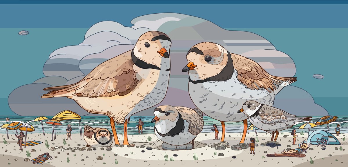 A new illustration for an article by <a href="/fatimabsyed/">Fatima Syed / @fatimabsyed.bsky.social</a> in <a href="/thenarwhalca/">The Narwhal</a> about the challenges of private beachfront development and protecting the habitat of the endangered piping plover.

Thanks AD Shawn Parkinson for the assignment and <a href="/GreerStothers/">Greer Stothers</a>  for the recommendation!
