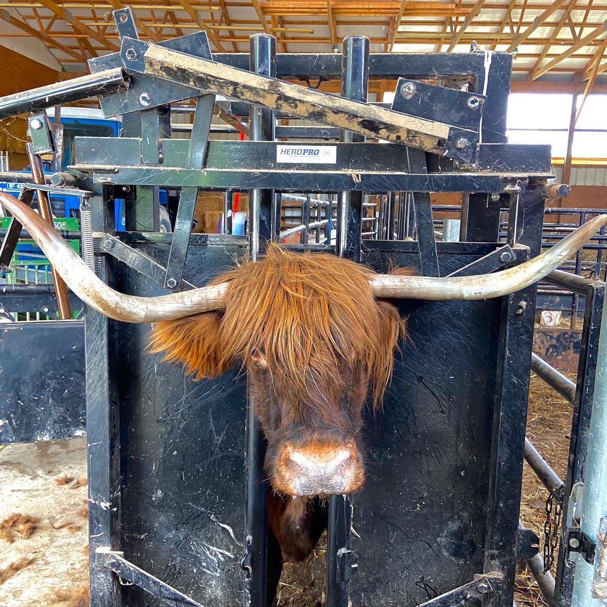 HerdPro's tweet photo. Our chutes and head gates work on cattle with or without horns. Herdpro getting the job done. 
#herdpro #Longhorns #chute #workingcattle #madeinusa https://t.co/S8cpYVOyEZ