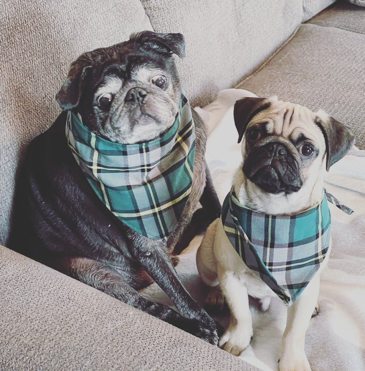 Happy Tartan Day! Jax and Rudy are sporting their Cape Breton tartan 🐾 #CapeBreton #CapeBretonTartan #pug #pugs #pugpuppy #pugpuppies #pugpictures #puglove #puglife #pugsofnovascotia #pugsofcanada #pugsofcapebreton #grumble #pugnation #puglovers #puglover #CapeBretonIsland