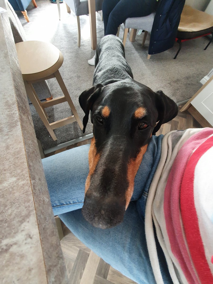 DoberDoofs's tweet photo. Long Boi Bud #twitterdogcommunity #dobermaninfinity #doberman https://t.co/Kt1RzS4eXC