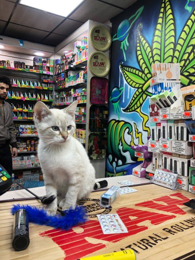 Bodega Cats tweet media