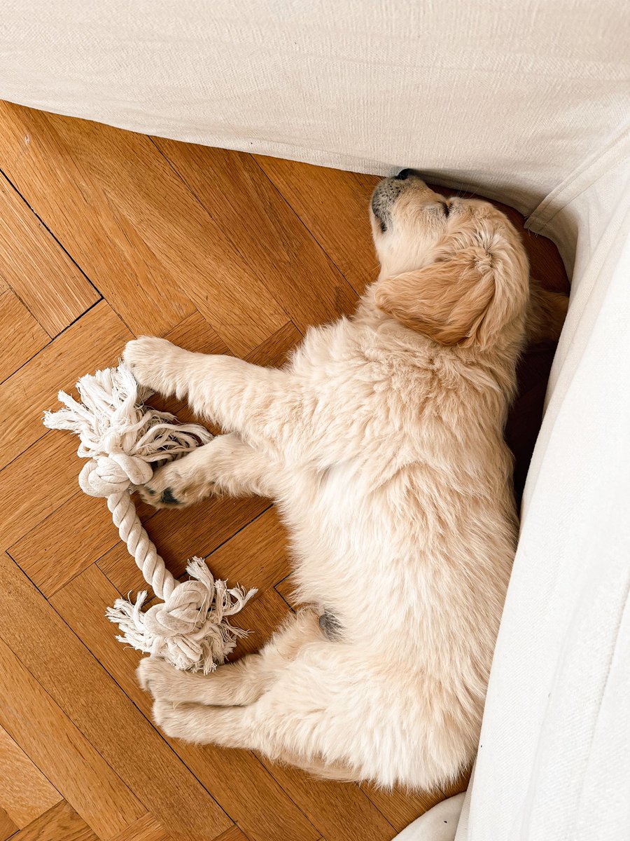 Baby Love 🐾 #puppylove #puppygram #goldenretriever