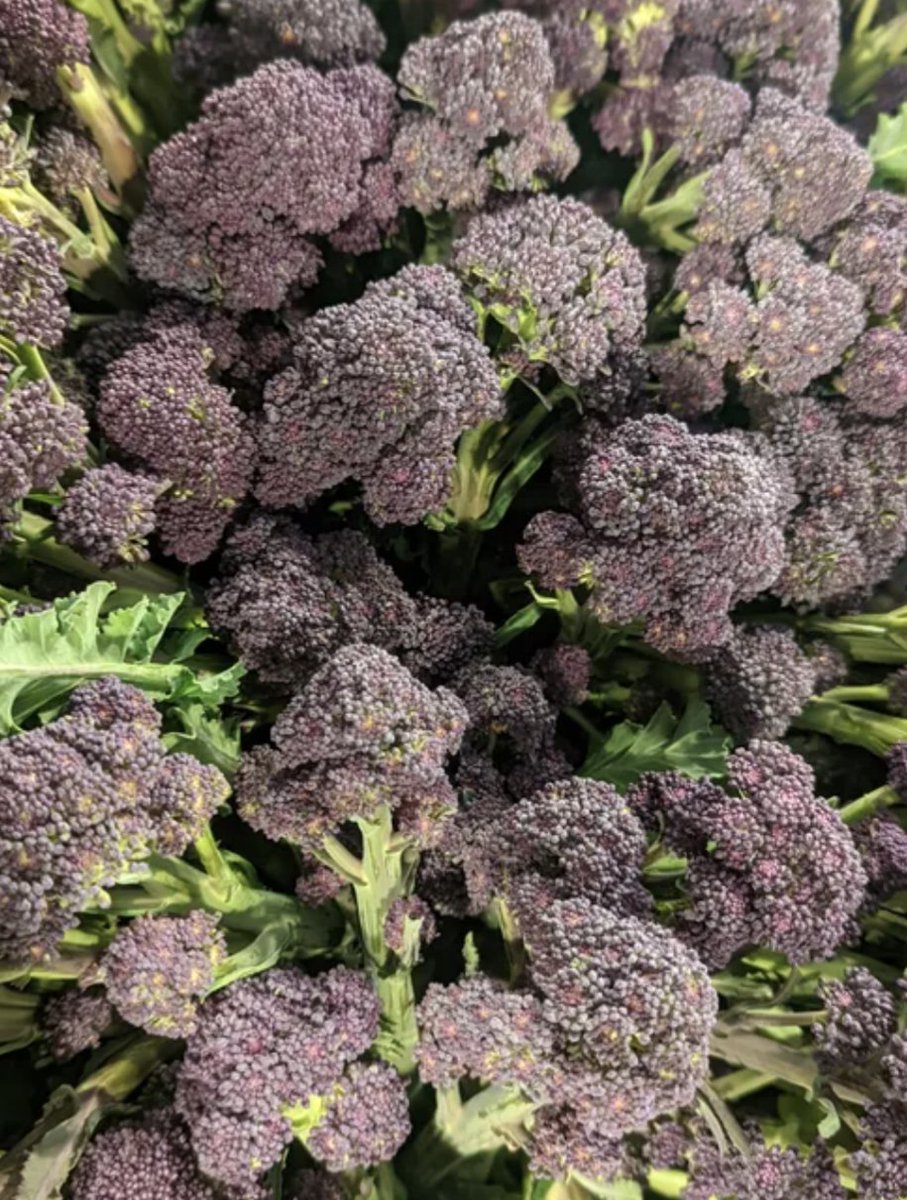 awesomewalescic's tweet photo. Locally grown organic purple sprouting broccoli has just been dropped off at Awesome in Barry. (Literally 4 minutes ago!).

Run down and grab some for supper. Delicious steamed with garlic and sesame, or add to ramen or Thai curries. https://t.co/TEccfm6oFL