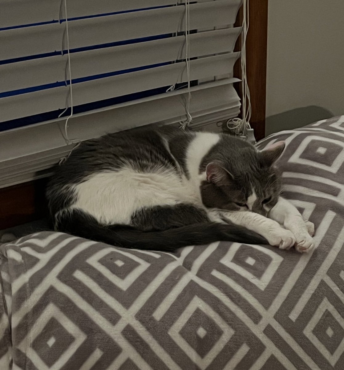 CavernWire's tweet image. Some days I just wanna curl up with this little one and some single player TTRPGs all day.
#TTRPGs #ttrpgcommunity #ttrpg #CatsOfTwitter