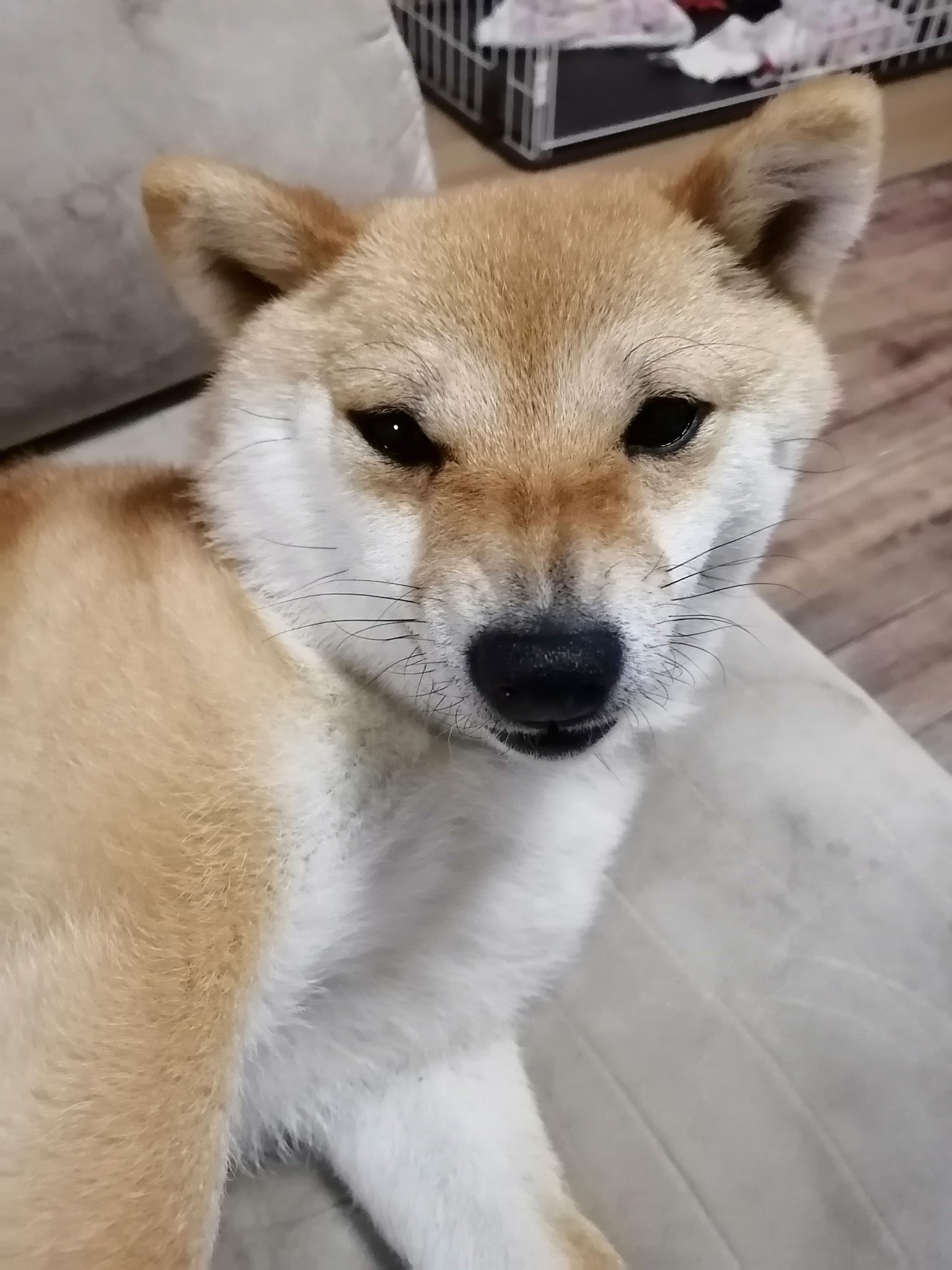怒る犬 Twitter Search Twitter