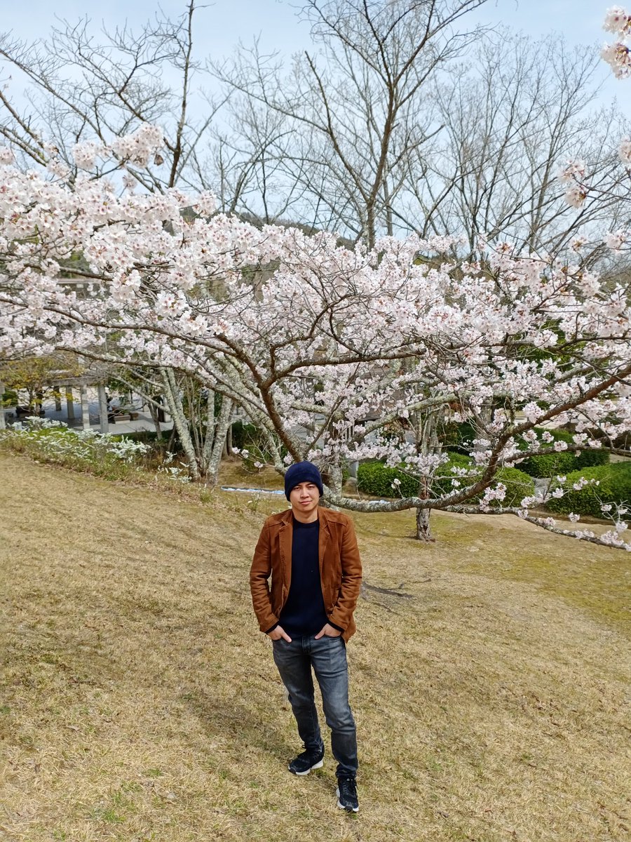 Sakura (Cherry blossom time)