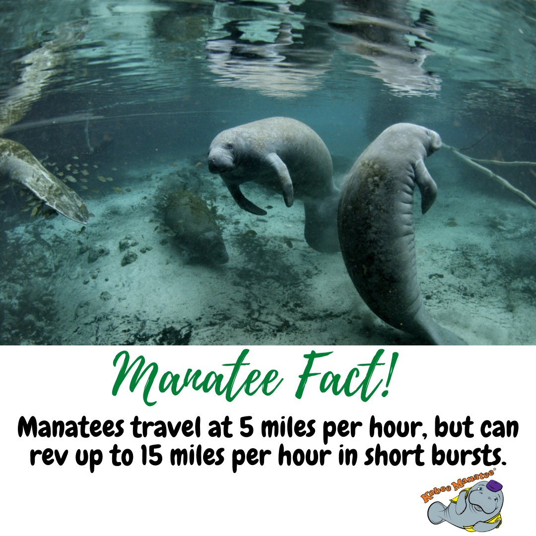 KobeeManatee's tweet photo. Kobee has a #ManateeFact for You! https://t.co/ftRz0XTykD