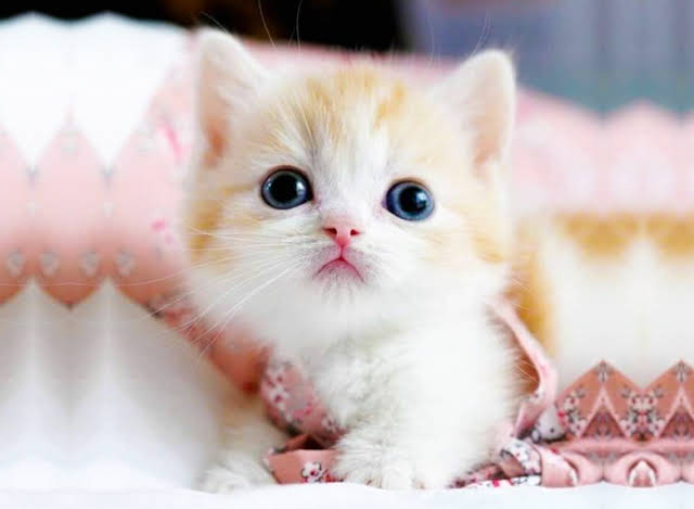 TubeWowAnimals tweet picture