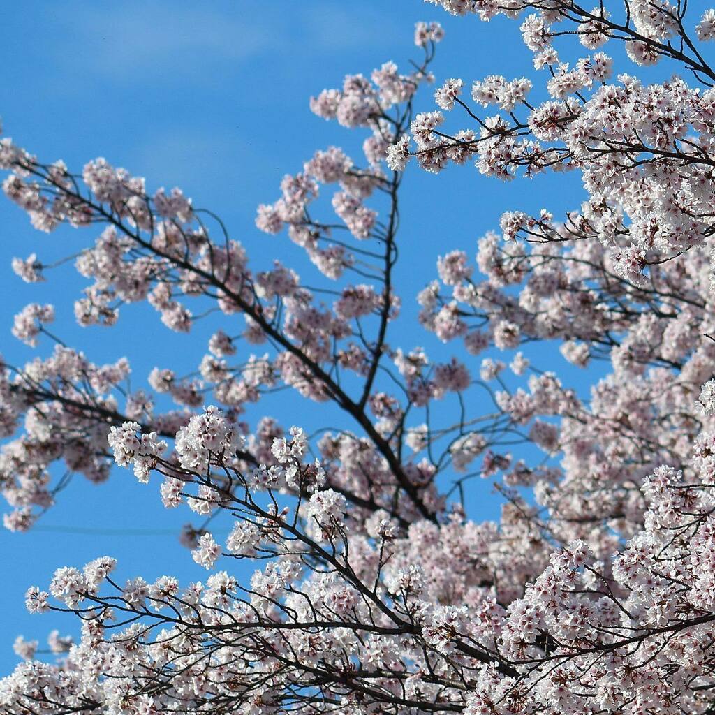 𝗍𝖺𝗂𝗃𝗂 𝗂 4 4 Spring Springiscoming Sakura Cherryblossom Photoshop 桜 桜開花 写真好きな人と繋かりたい 一眼レフ初心者 キヤノン党でほめあいたい T Co 6eojzda0cn T Co Hwliiqnfmu Twitter