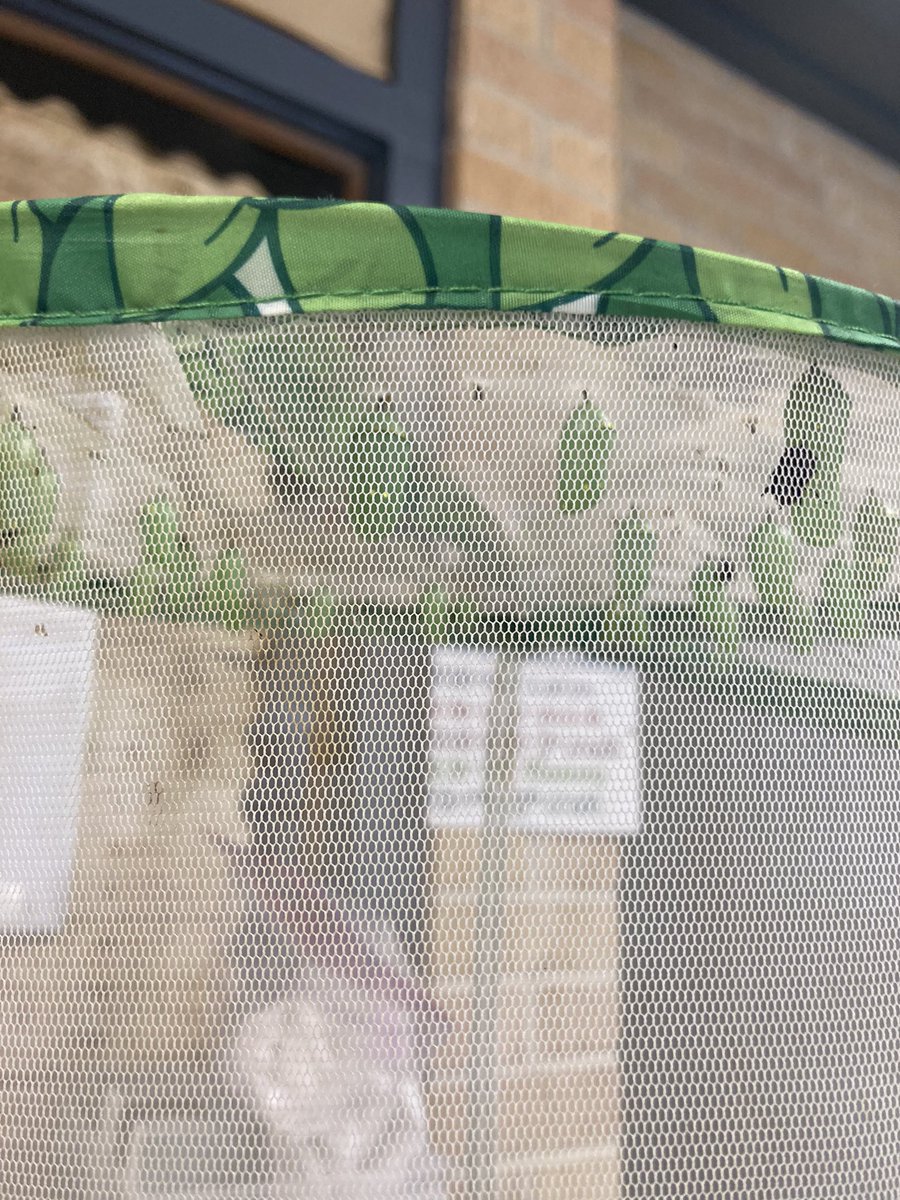 Laura Leinhardt (@lleinhardt) on Twitter photo Lots and lots of butterflies in the making! <a href="/RiviereES/">Marie Riviere</a> #THE_RIVIERE_WAY #SEAGULLSONAMISSION Lots and lots of butterflies in the making! <a href="/RiviereES/">Marie Riviere</a> #THE_RIVIERE_WAY #SEAGULLSONAMISSION