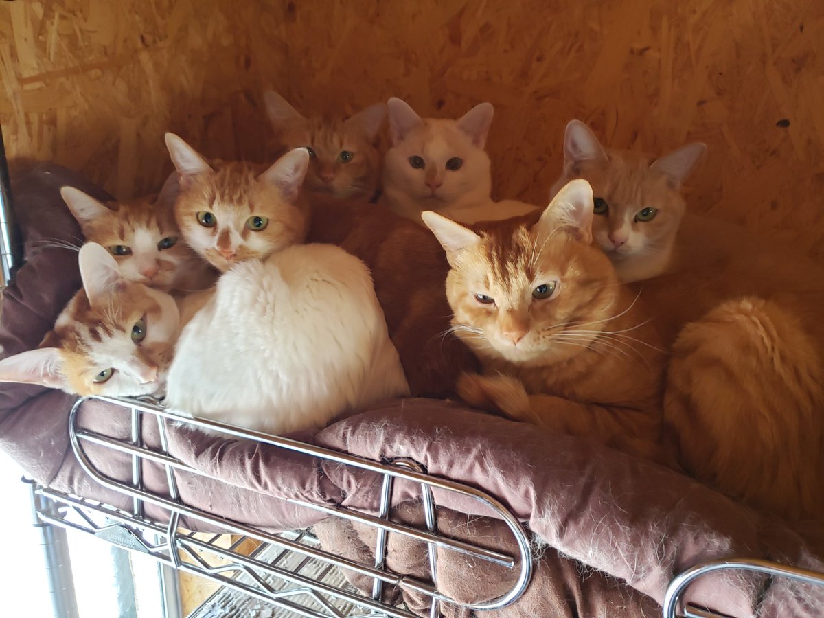 ぶ～やん 猫好き (@Z792uH7jL4vZCot) / Posts / X