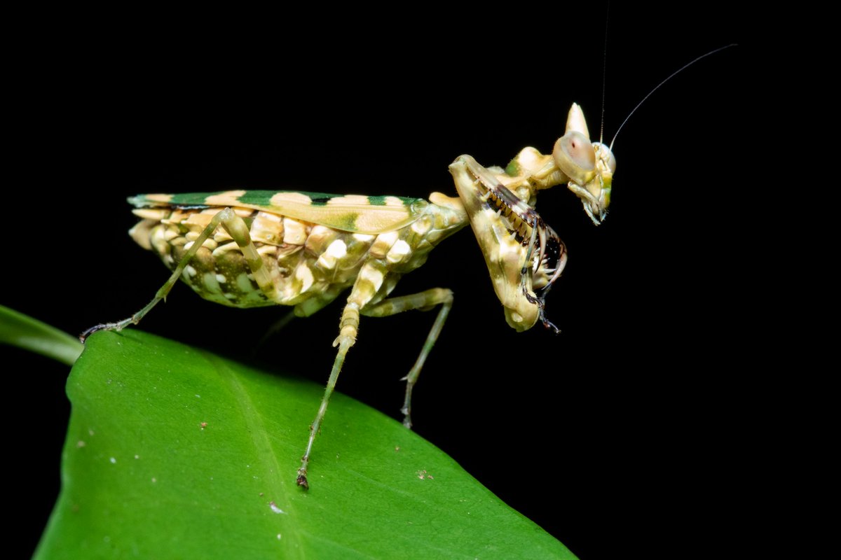 Callibia diana, a louva-a-deus flor, um dos mantis mais exóticos do Brasil. Na Amazônia, sob o dossel, vemos diversas flores esbranquiçadas que se assemelham a ela. De repente, a encontramos! Sempre uma felicidade vê-la porque são raras de se achar por aí.