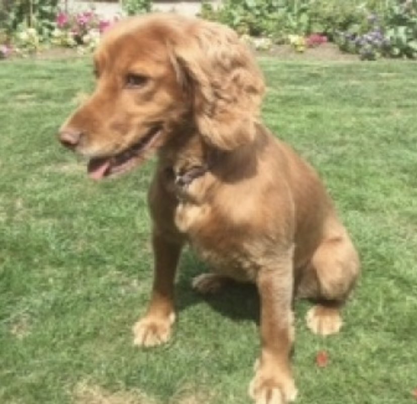 rosieDoc2's tweet photo. #SpanielHour
THREE #Spaniels missing/stolen #NorthEast
AMBER red female #cocker 1/9/18 #S71 https://t.co/Nr8NCn3GGf
ZIGGY choc Merle young female #cockapoo 4/9/21 #LS28 https://t.co/4RwG66BM1E
BUSTER Dk liver&white MALE #ESS 25/7/21 #HG5 https://t.co/XbDcSfZ4vw
WHERE R THEY? https://t.co/yi7Is4i0T7