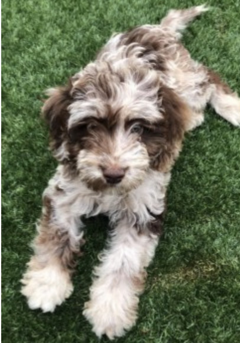 rosieDoc2's tweet photo. #SpanielHour
THREE #Spaniels missing/stolen #NorthEast
AMBER red female #cocker 1/9/18 #S71 https://t.co/Nr8NCn3GGf
ZIGGY choc Merle young female #cockapoo 4/9/21 #LS28 https://t.co/4RwG66BM1E
BUSTER Dk liver&white MALE #ESS 25/7/21 #HG5 https://t.co/XbDcSfZ4vw
WHERE R THEY? https://t.co/yi7Is4i0T7