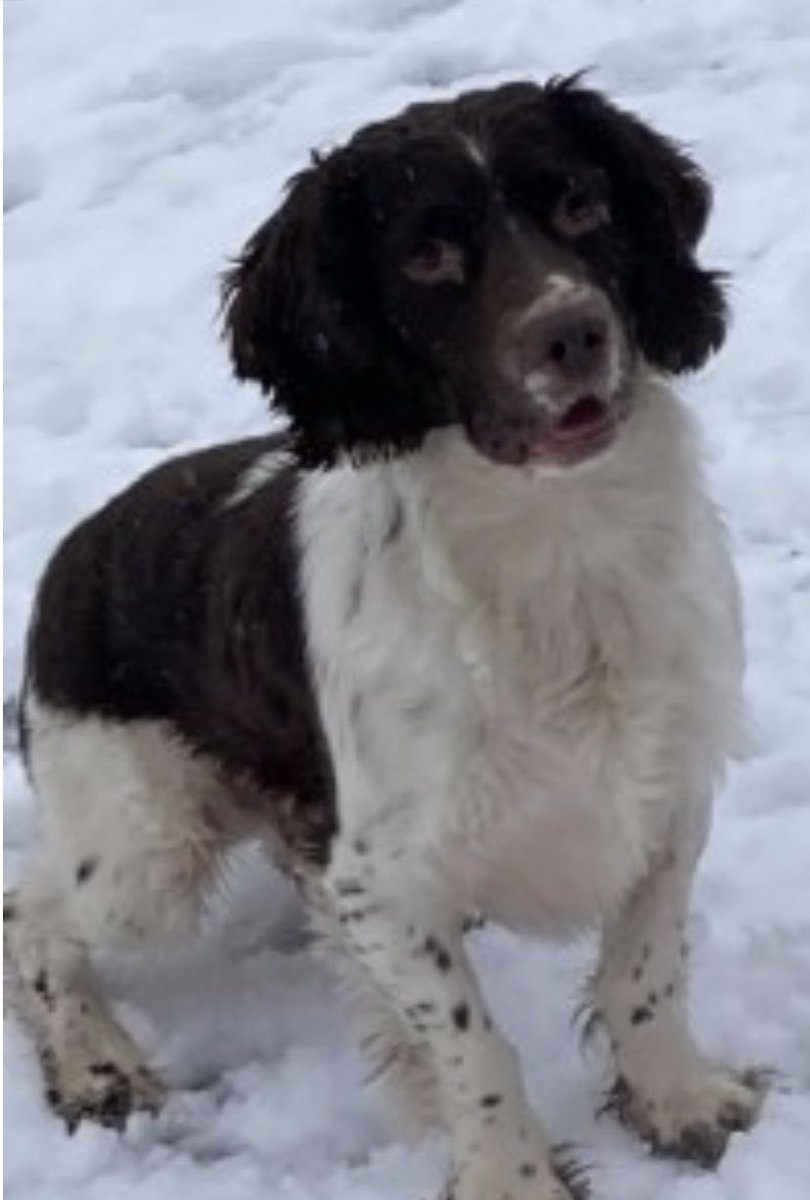rosieDoc2's tweet photo. #SpanielHour
THREE #Spaniels missing/stolen #NorthEast
AMBER red female #cocker 1/9/18 #S71 https://t.co/Nr8NCn3GGf
ZIGGY choc Merle young female #cockapoo 4/9/21 #LS28 https://t.co/4RwG66BM1E
BUSTER Dk liver&white MALE #ESS 25/7/21 #HG5 https://t.co/XbDcSfZ4vw
WHERE R THEY? https://t.co/yi7Is4i0T7