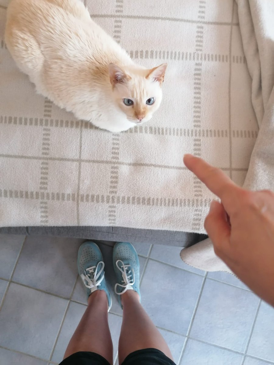 Catblueeye1's tweet photo. Follow my finger! 😍😍😂

Please follow me and leave a❤️! 

#CatsOnTwitter #CatsOfTwitter #Caturday #cats #catlife https://t.co/tAqRo7p32o