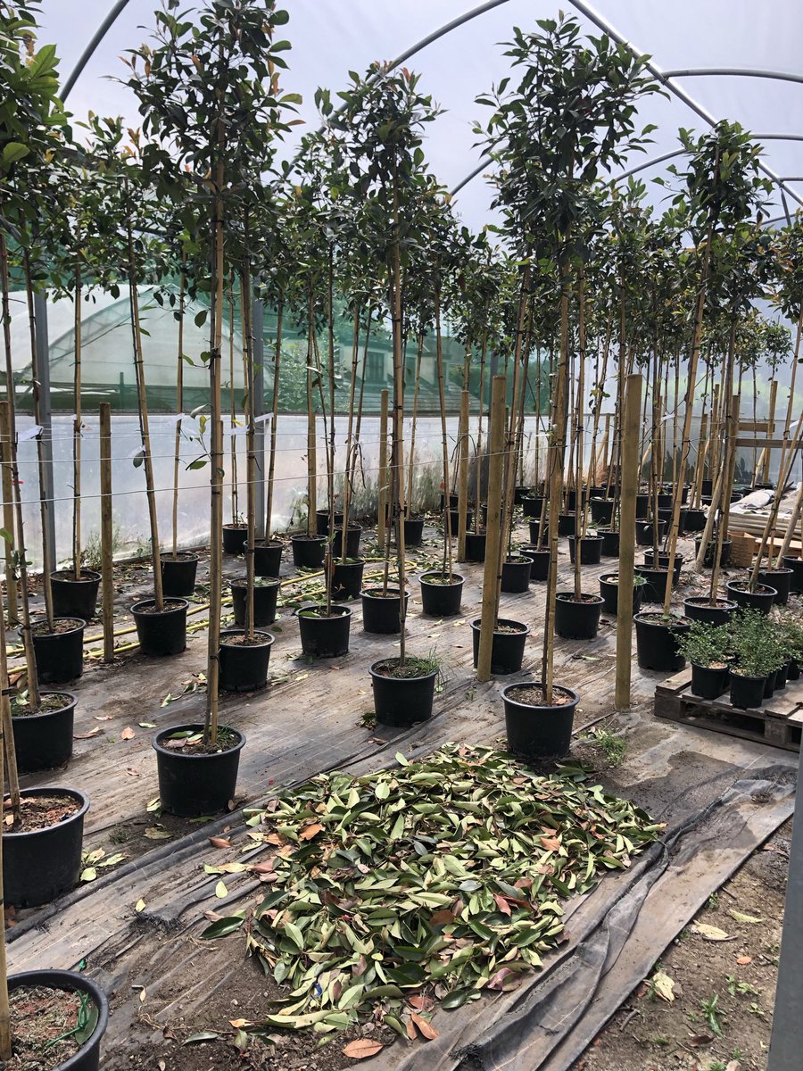King_and_Co's tweet photo. Photinia screening trees are growing nicely #photinia #BlossomWatch #GardenersWorld #screeningtrees #Evergreen #TwitterNatureCommunity #Essex https://t.co/AOmOtytPeb
