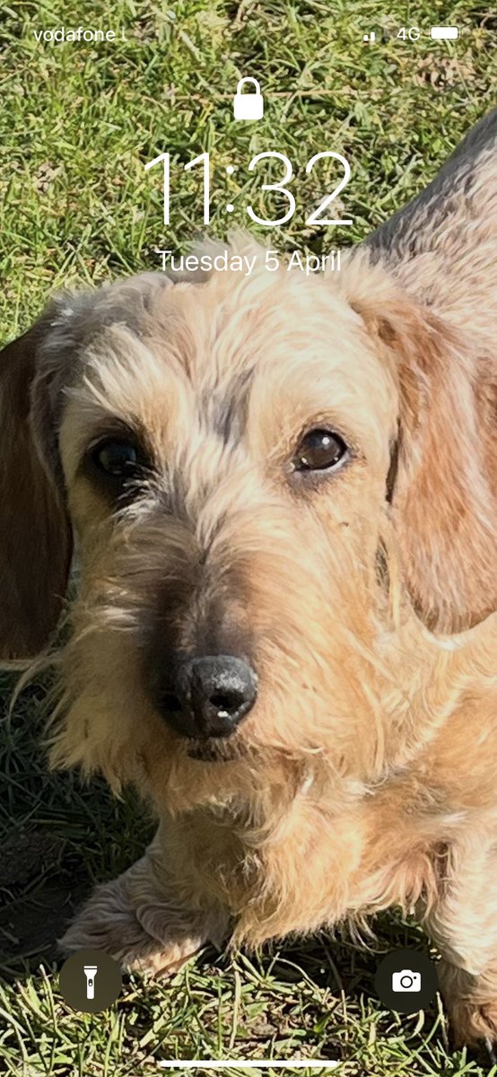 #SausageArmy Please, Please prey for my Fernie. She is really really poorly in hospital at the moment. She has been there since Saturday with breathing problems and she is going down hill. We are desperately waiting for some results to help identify what is wrong with her. 🙏🏻🙏🏻