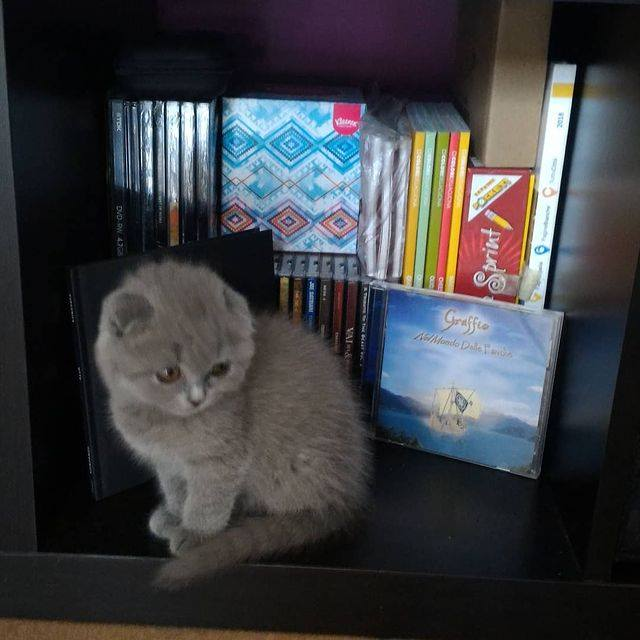 SnookiFold's tweet photo. 06/04/2019 - 06/04/2022

3 anni fa, anche se ero grande quanto un CD, firmavo il rogito per diventare padrona e unica proprietaria di casa
#CatsOfTwitter 
#gattini
#ScottishFold https://t.co/seMmDwbyxU