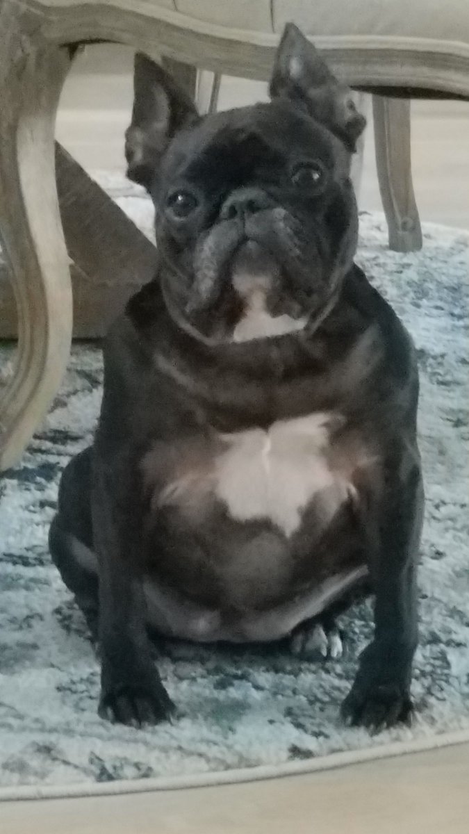 zsazsagracie's tweet photo. The intense stare 👀 #dogsoftwitter #dogs #frenchies #frenchbulldog #bulldog #feedmefirst https://t.co/wuWVHKESeY