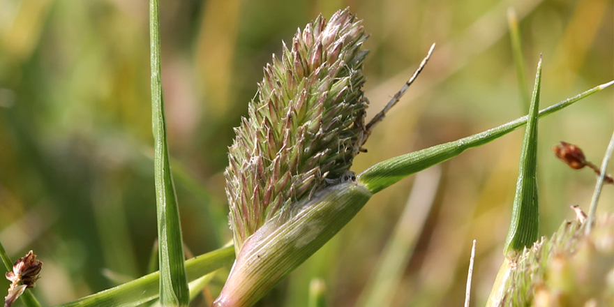 Publi_MNHN's tweet photo. [#Naturae] Découverte de Crypsis schoenoides (L.) Lam. en Dombes (01) : évaluation de l’indigénat de cette population au regard de la répartition de cette espèce et de son écologie en 🇫🇷

🔗 https://t.co/4hgRBuq0a7
✒️ Alexandre BALLAYDIER 
#flore #Vegetation #Etangs https://t.co/B5f1CR5EU0