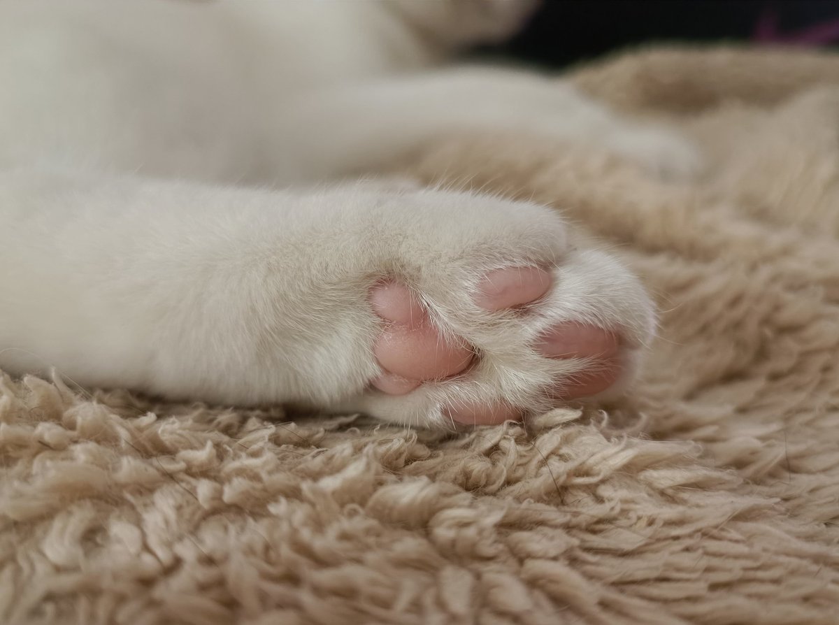 AkikoYuOfficial's tweet photo. Perfektion 🤤🐈💞
#Akikoyuzuki #catbeans #katzenpfötchen #knabbern #schnüffeln #kater #babykater #kazumi #schmutzi https://t.co/08pL4HvJm3