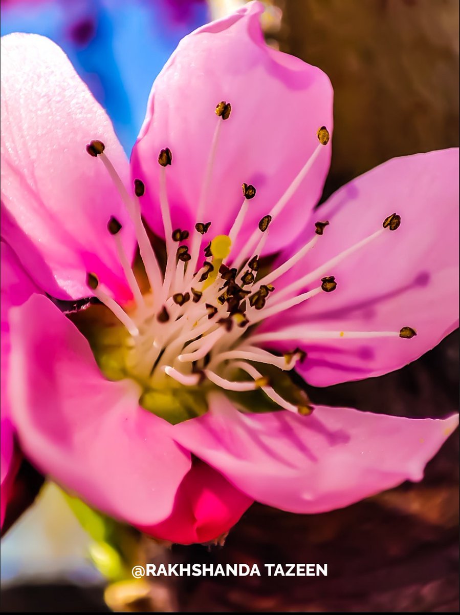 If we did not sometimes taste of adversity, prosperity would not be so welcome. #Flowers #inspirational #MotivationalQuotes #photographers #photographer #photography #power #lifestyle #Live #spring #kashmir #inspirationalquote #LifeLessons #photo
P. C. <a href="/Rakhshanda08/">Er. Rakhshanda Tazeen</a>