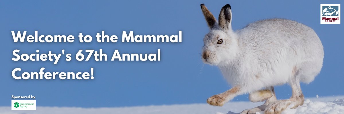 Excited to be gearing up for the #MamSocConf 2022 this weekend!  Adding the last tweaks to the conference platform, ready for delegates to start exploring what's on and making connections through their #mammal #ecology and #conservation work