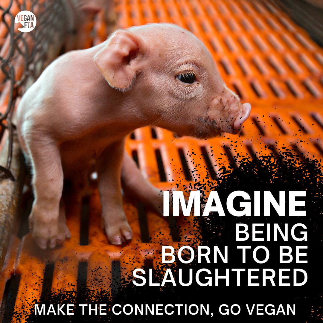 Vegan FTA on Twitter: Vegan FTA on Twitter:
