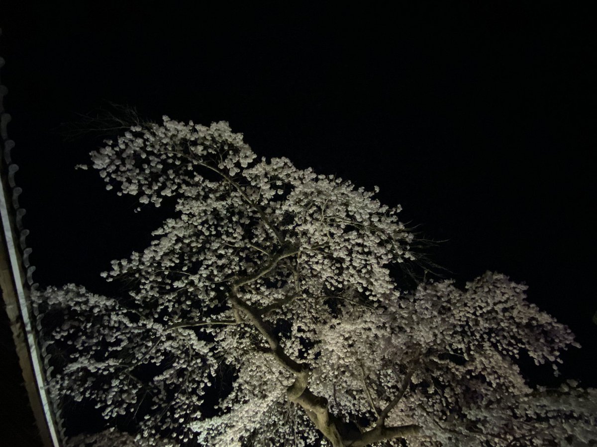 256chp's tweet photo. 有馬　善福寺
　　今年も良い桜です。 https://t.co/aJIDnJxPHy