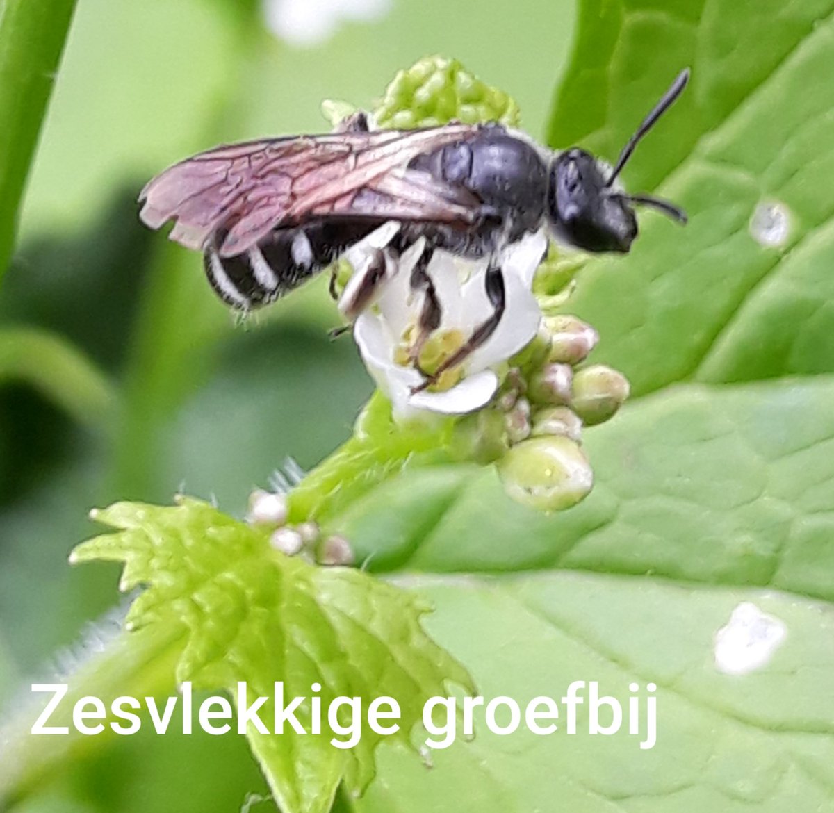 CarolineLugt's tweet photo. #aprildebijen.  #groefbijen aan de beurt. @hymenoptera_nev https://t.co/lbF3yHArId