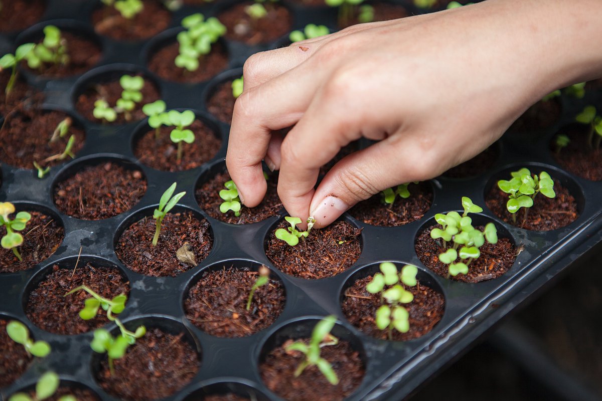 solfoc's tweet photo. Did you know you can also #microcoach when you are a contributor, and not in charge of a project or meeting?
We call it ‘guerilla SF’. You take the moment to plant a solution-filled seed, such as asking a colleague their best hopes for a project or a meeting.
#SolutionFocused https://t.co/fL4MizzRsB