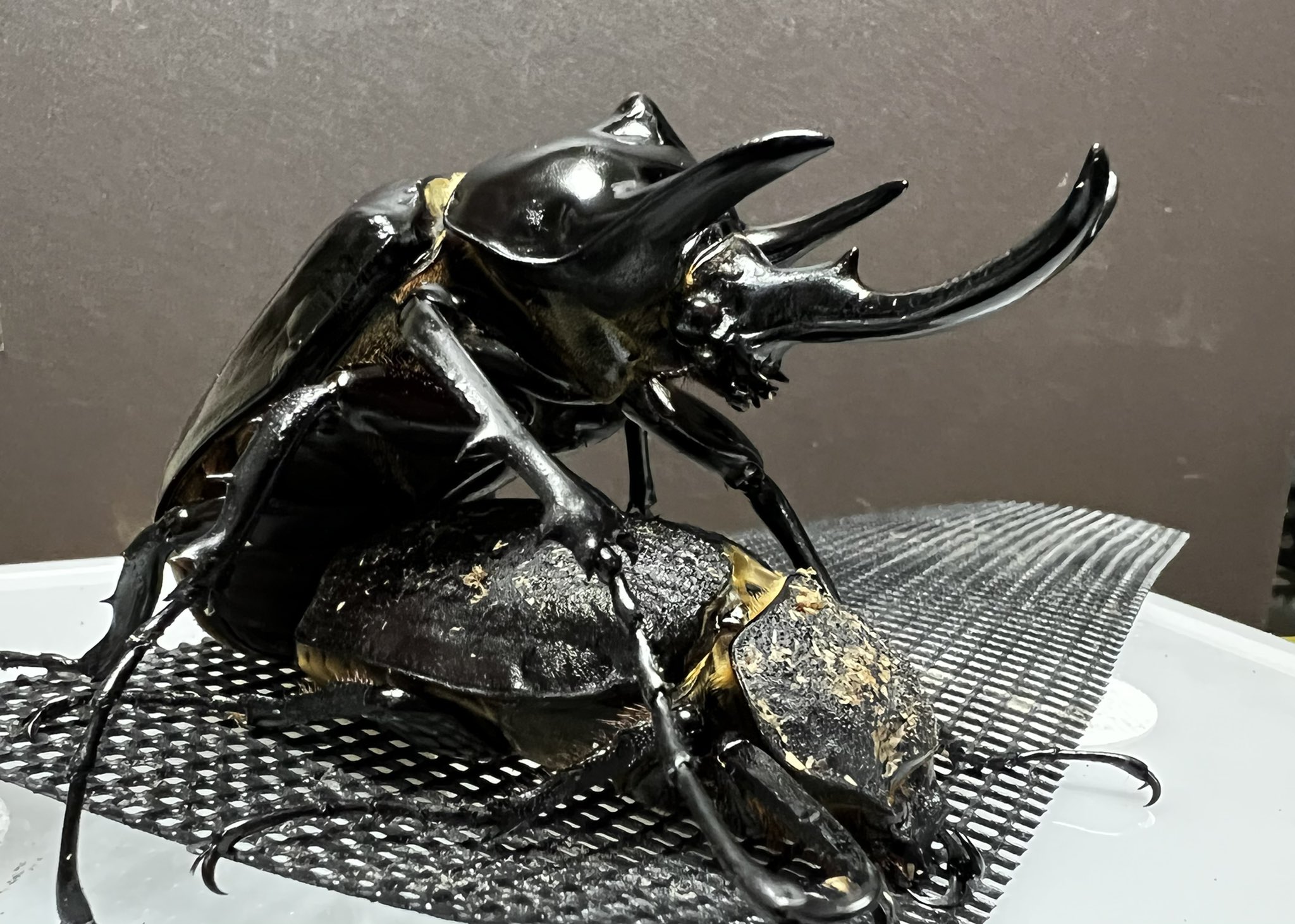 green.K】アクティオンゾウカブト レックスゾウカブト ♂100 ♀69ペア