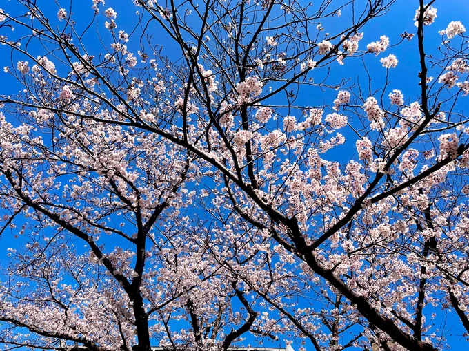 今日も一日お疲れ様でした!
午前中のウォーキング時に桜見れた🌸 