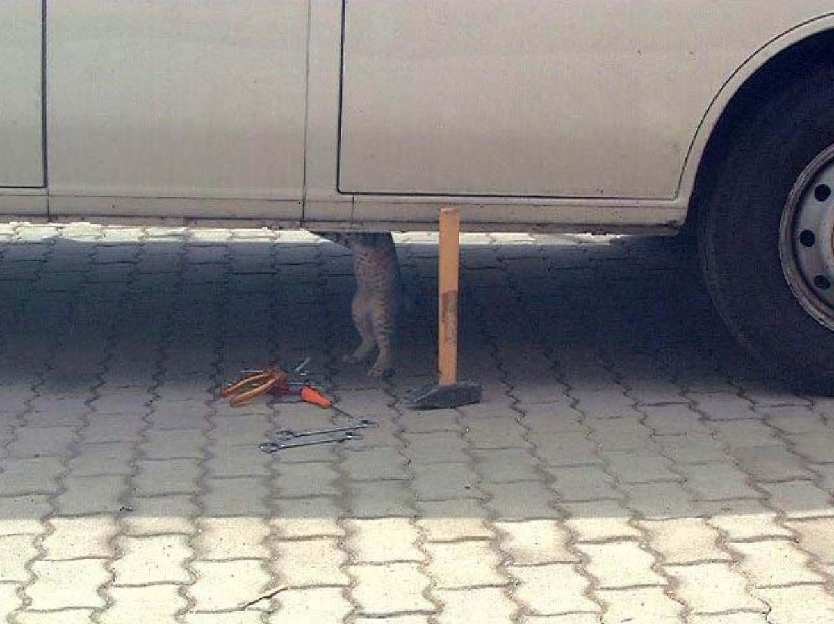 cats with jobs 🛠 (@catworkers) on Twitter photo 